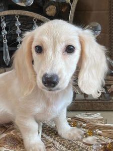 Creme of the Crop Dachshunds Breeder Female Pippa 1