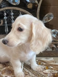 Creme of the Crop Dachshunds Breeder Female Pippa 11