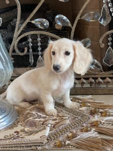 Creme of the Crop Dachshunds Breeder Female Pippa 12