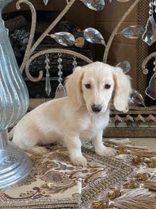 Creme of the Crop Dachshunds Breeder Female Pippa 14