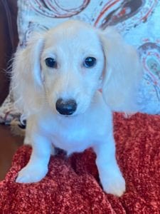 Pippa Creme of the Crop Dachshunds Breeder 2