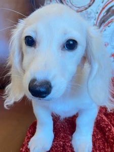 Pippa Creme of the Crop Dachshunds Breeder 3