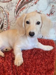 Creme of the Crop Dachshunds Breeder Female Pippa 4