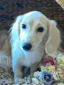 Creme of the Crop Dachshunds Breeder Female Pippa 5