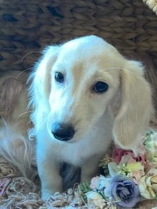 Creme of the Crop Dachshunds Breeder Female Pippa 6