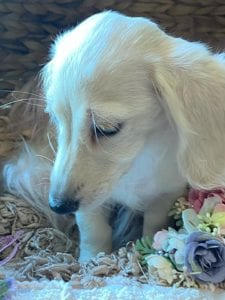 Creme of the Crop Dachshunds Breeder Female Pippa 8