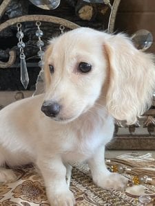 Creme of the Crop Dachshunds Breeder Female Pippa 9