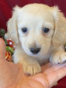 Creme of the Crop Miniature Dachshunds Cream Puppy - Polly 1