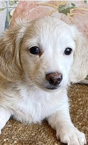 Creme of the Crop Miniature Dachshunds Cream Puppy - Polly