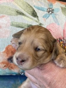 Creme of the Crop Miniature Dachshund Puppy Polly 1