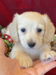 Creme of the Crop Miniature Dachshunds Cream Puppy - Polly 2