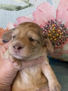 Creme of the Crop Miniature Dachshund Puppy Polly 2