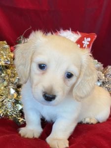 Creme of the Crop Miniature Dachshunds Cream Puppy - Polly 3