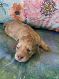 Creme of the Crop Miniature Dachshund Puppy Polly 3