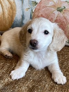 Creme of the Crop Miniature Dachshunds Cream Puppy - Polly 4