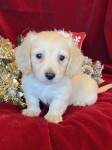 Creme of the Crop Miniature Dachshunds Cream Puppy - Polly 4