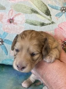 Creme of the Crop Miniature Dachshund Puppy Polly 4
