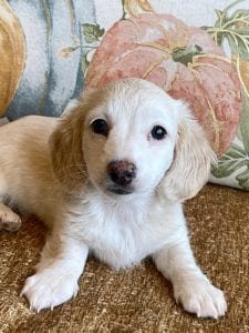 Creme of the Crop Miniature Dachshunds Cream Puppy - Polly 5