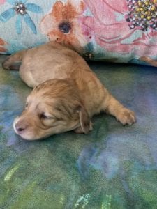 Creme of the Crop Miniature Dachshund Puppy Polly 5
