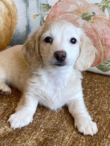 Creme of the Crop Miniature Dachshunds Cream Puppy - Polly 6