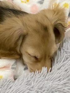 Crème of the Crop Dachshunds English Cream Miniature Dachshund Pryse 9