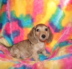 Crème of the Crop Dachshunds English Cream Miniature Dachshund Pryse 3