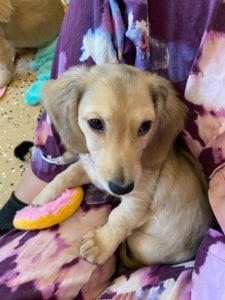 Crème of the Crop Dachshunds English Cream Miniature Dachshund Pryse 8