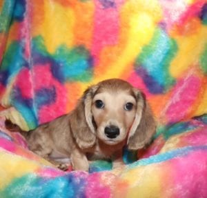 Crème of the Crop Dachshunds English Cream Miniature Dachshund Pryse 2