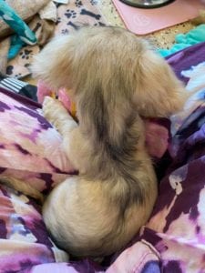 Crème of the Crop Dachshunds English Cream Miniature Dachshund Pryse 7