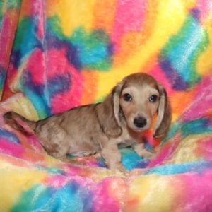 Crème of the Crop Dachshunds English Cream Miniature Dachshund Pryse