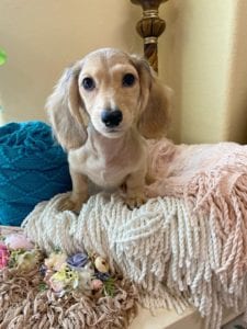 Crème of the Crop Dachshunds English Cream Miniature Dachshund Pryse 4