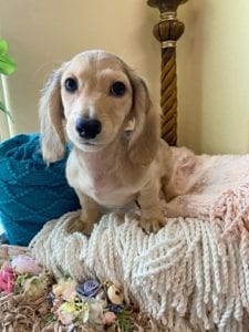 Crème of the Crop Dachshunds English Cream Miniature Dachshund Pryse 6