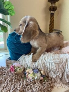 Crème of the Crop Dachshunds English Cream Miniature Dachshund Pryse 5
