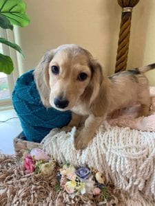 Crème of the Crop Dachshunds English Cream Miniature Dachshund Pryse 11