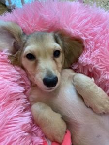 Crème of the Crop Dachshunds English Cream Miniature Dachshund Pryse 10