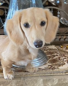 Creme of the Crop Miniature Longhair Dachshunds - Male Breeder Puccini 5