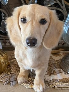 Creme of the Crop Miniature Longhair Dachshunds - Male Breeder Puccini 6
