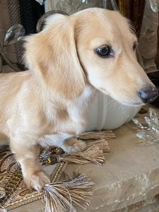 Creme of the Crop Miniature Longhair Dachshunds - Male Breeder Puccini 8
