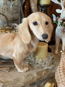 Creme of the Crop Miniature Longhair Dachshunds - Male Breeder Puccini 9