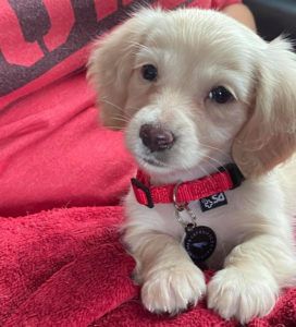 Creme of the Crop Dachshunds - English Cream Miniature Dachshunds