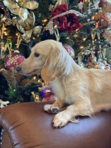 Crème of the Crop English Cream Miniature Dachshunds