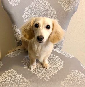 Crème of the Crop English Cream Miniature Dachshunds