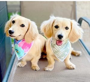 Crème of the Crop English Cream Miniature Dachshunds