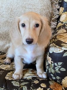 Creme of the Crop Dachshunds Breeder Male Stud Quigley 1