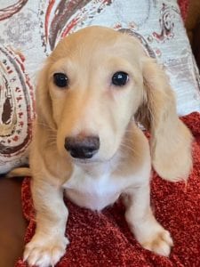 Creme of the Crop Dachshunds Breeder Male Stud Quigley 10