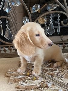 Creme of the Crop Dachshunds Breeder Male Stud Quigley 11