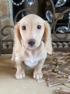 Creme of the Crop Dachshunds Breeder Male Stud Quigley 12