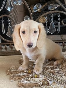 Creme of the Crop Dachshunds Breeder Male Stud Quigley 14