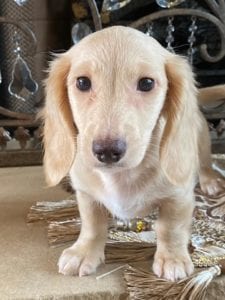Creme of the Crop Dachshunds Breeder Male Stud Quigley