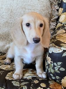 Creme of the Crop Dachshunds Breeder Male Stud Quigley 2